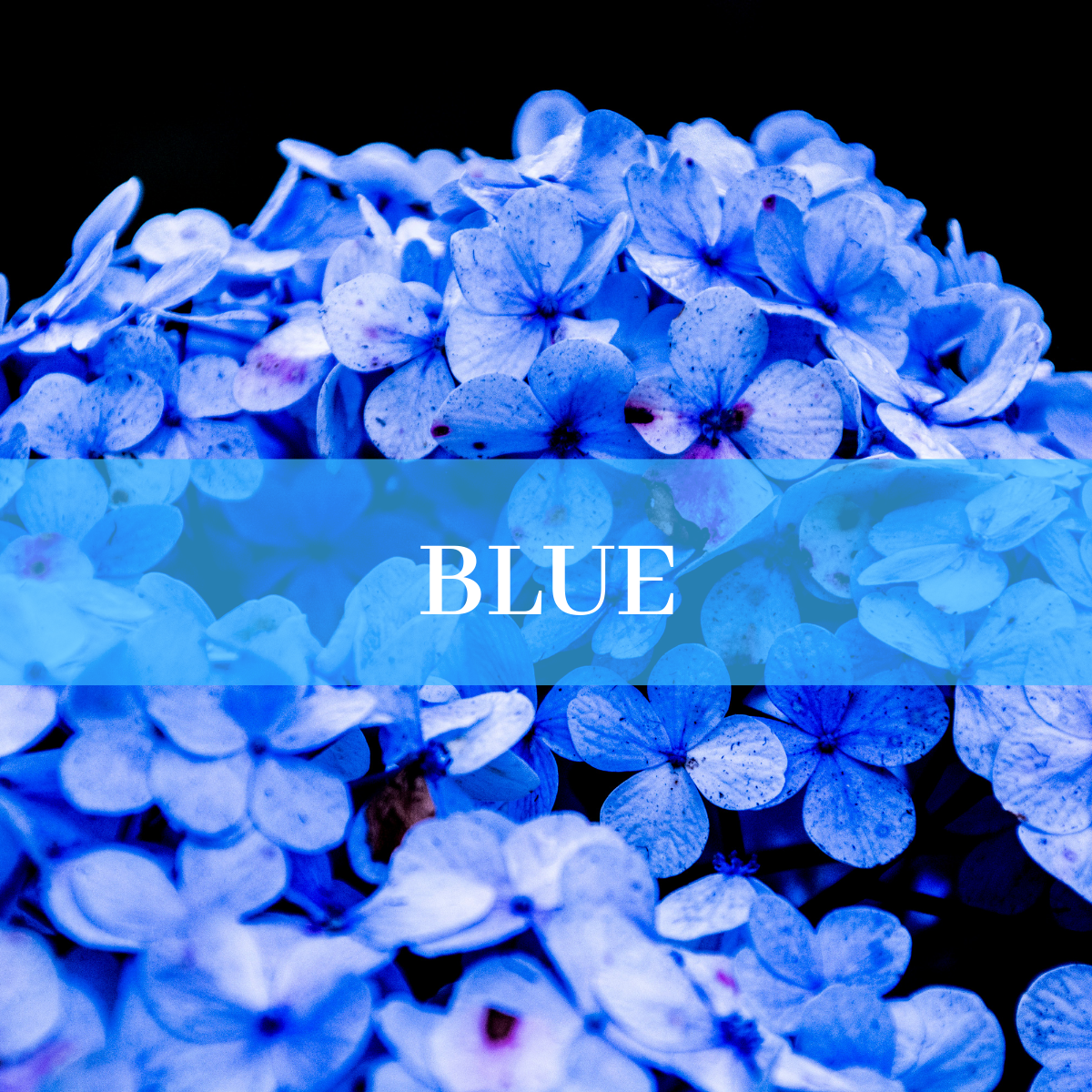 Blue – Mila&SuchNYC Gifts Scarves Accessories